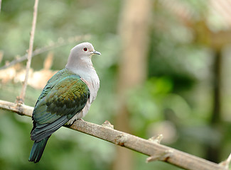 Image showing bird