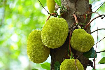 Image showing Jackfruit on tree