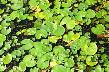 Image showing floating plants on water