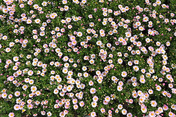 Image showing flower field