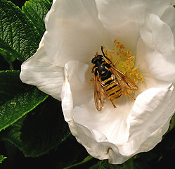 Image showing collecting of nectar