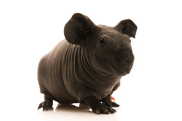 Image showing skinny guinea pig