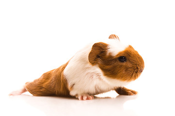 Image showing baby guinea pig