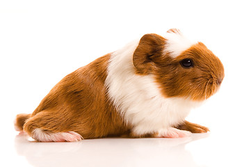 Image showing baby guinea pig