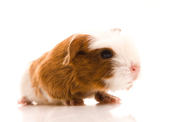 Image showing baby guinea pig