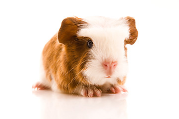 Image showing baby guinea pig