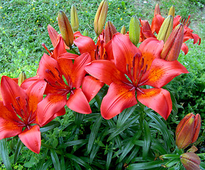 Image showing orange lily