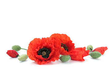 Image showing red poppies