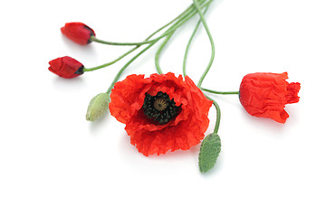 Image showing red poppies