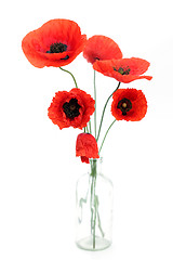 Image showing red poppies