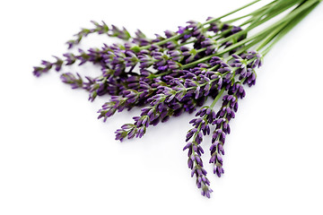 Image showing lavender flowers