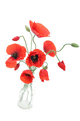 Image showing red poppies