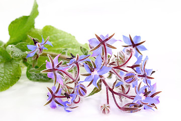 Image showing Borage