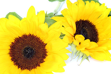 Image showing Sunflowers