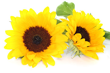 Image showing Sunflowers