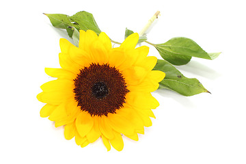 Image showing Sunflower