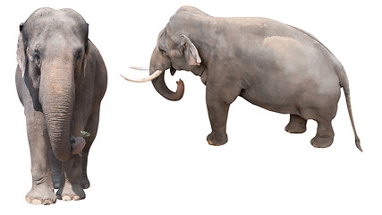 Image showing African Elephants