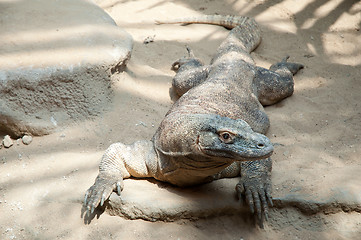 Image showing Komodo Dragon