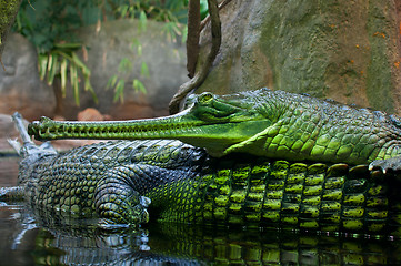 Image showing Indian Gavial / Gharial (Gavialis gangeticus)