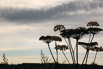 Image showing Hogweed in the Background of the Cloudy Sky