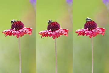 Image showing bee on flower