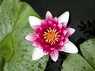 Image showing water lily