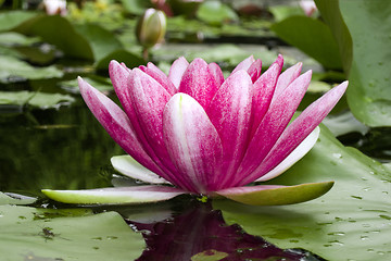 Image showing water lily