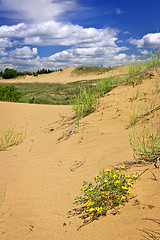 Image showing Desert landscape in Manitoba, Canada