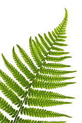 Image showing Fern leaf