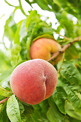 Image showing Peaches on tree