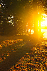 Image showing Sunshine in evening forest near lake