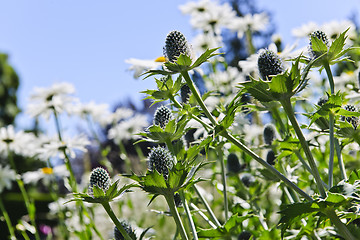 Image showing Thistles and daisies in garden