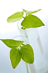 Image showing GM plant seedlings in test tubes