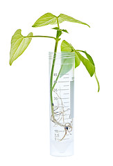 Image showing GM plant seedling in test tube