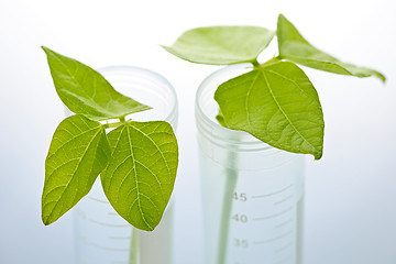 Image showing GM plant seedlings in test tubes