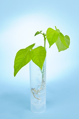 Image showing GM plant seedling in test tube