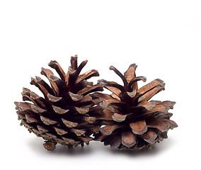 Image showing Pinecone - isolated on white