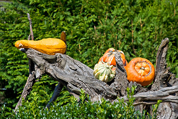 Image showing pumpkins