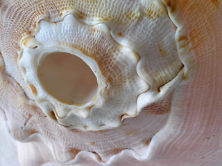 Image showing Conch Shell