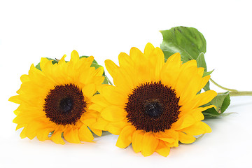 Image showing Sunflower