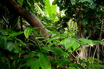 Image showing Jungle