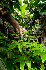 Image showing Jungle