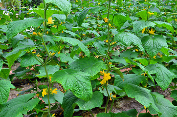 Image showing Blooming cucumber