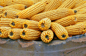 Image showing Ears of Corn