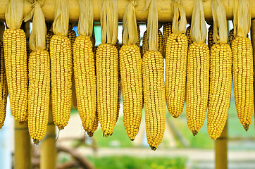 Image showing Corncobs