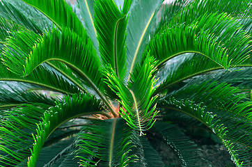 Image showing Exotic palm