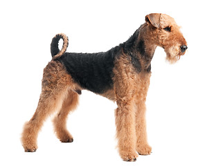 Image showing Airedale Terrier dog isolated