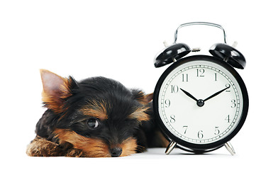 Image showing Yorkshire Terrier puppy dog with alarm clock