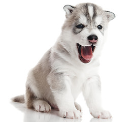 Image showing one Siberian husky puppy isolated