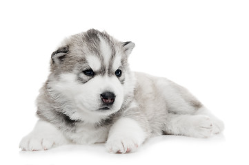 Image showing one Siberian husky puppy isolated